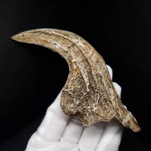 アロサウルス 爪 化石 レプリカ 約177.88mm プレゼント ギフト arr18