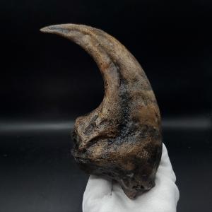 アロサウルス 爪 化石 レプリカ 約176.6...の詳細画像1