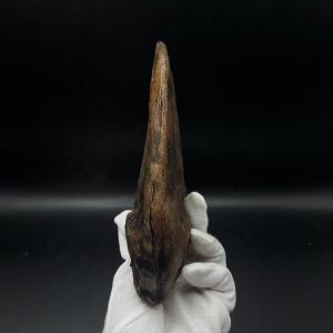 アロサウルス 爪 化石 レプリカ 約176.6...の詳細画像3