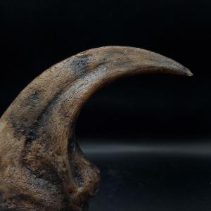 アロサウルス 爪 化石 レプリカ 約176.6...の詳細画像5