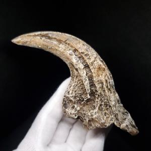 アロサウルス 爪 化石 レプリカ 約177.88mm プレゼント ギフト arr18