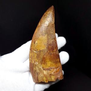 特特大 カルカロドントサウルス 歯の化石 本物 モロッコ産 122.96mm