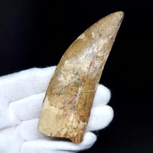 巨大ワニ サルコスクス 歯 本物 化石 恐竜 ニジェール産 75.87mm