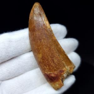 特特大 カルカロドントサウルス 歯の化石 本物 モロッコ産 122.96mm
