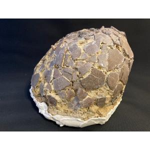 希少 ティラノサウルス類 化石 骨 恐竜 本物 ゴビ砂漠産 101.33