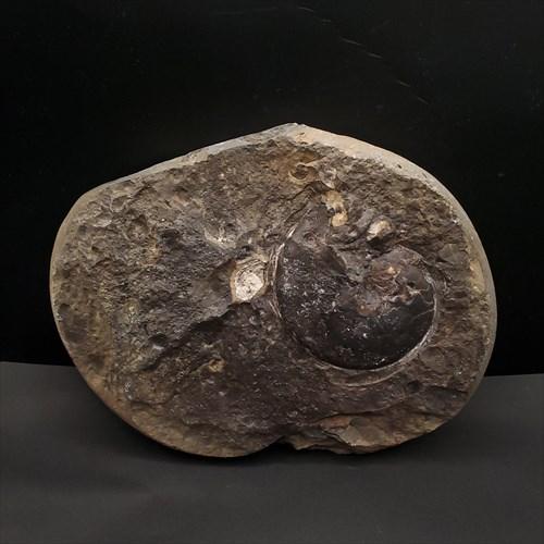 母岩付き アンモナイト 三畳紀 化石 本物 ノルウェー産 210mm プレゼント ギフト fan1