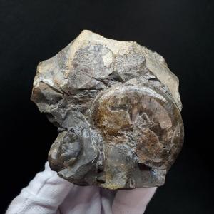 美品 アンモナイト 化石 本物 マダガスカル産 46.44mm プレゼント