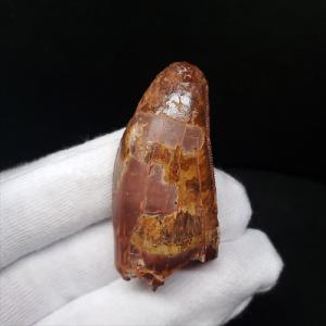 特特大 カルカロドントサウルス 歯の化石 本物 モロッコ産 122.96mm