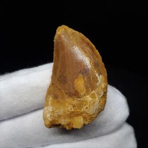 希少 異常巻き アンモナイト 化石 本物 フランス産 250mm プレゼント