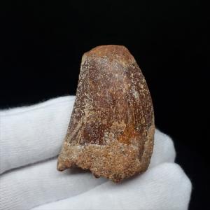 特特大 カルカロドントサウルス 歯の化石 本物 モロッコ産 122.96mm