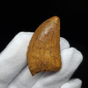 極上 ウミユリ トラウマトクリヌス 化石 本物 貴州省産 46cmプレゼント