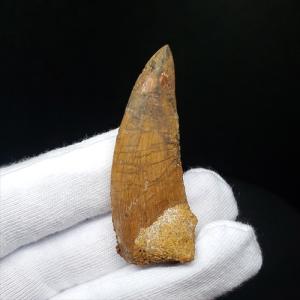 極上 ウミユリ トラウマトクリヌス 化石 本物 貴州省産 46cmプレゼント