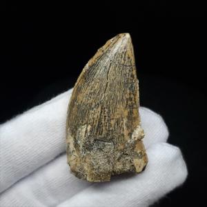 希少 ティラノサウルス類 化石 骨 恐竜 本物 ゴビ砂漠産 101.33mm