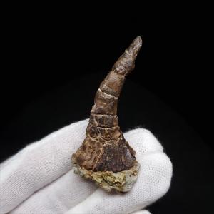 モササウルス 化石 歯 本物 モロッコ産 27.67mm プレゼント ギフト