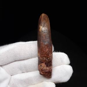 巨大ワニ サルコスクス 歯 本物 化石 恐竜 ニジェール産 75.87mm