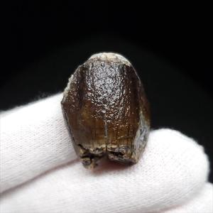 博物館級 キプロスドワーフカバ 化石 歯 本物 キプロス共和国 mm