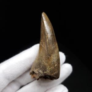 極上 ウミユリ トラウマトクリヌス 化石 本物 貴州省産 46cmプレゼント