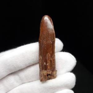 希少 コエロフィシス 化石 歯 恐竜 本物 ニューメキシコ州産 10.05mm