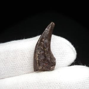 希少 ティラノサウルス類 化石 骨 恐竜 本物 ゴビ砂漠産 101.33mm