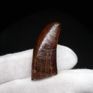 巨大ワニ サルコスクス 歯 本物 化石 恐竜 ニジェール産 75.87mm