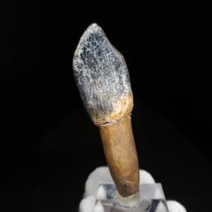 希少 グラレーター 恐竜 足跡 化石 本物 フランス産 230mm プレゼント