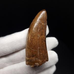 希少 ティラノサウルス類 化石 骨 恐竜 本物 ゴビ砂漠産 101.33mm