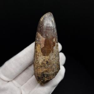 希少 グラレーター 恐竜 足跡 化石 本物 フランス産 230mm プレゼント