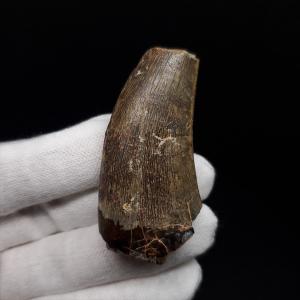 サルコスクスの歯　ワニ　恐竜　化石　白亜紀　ニジェール サルコスクスの歯 ワニ 恐竜 化石 白亜紀 ニジェール 巨大ワニ