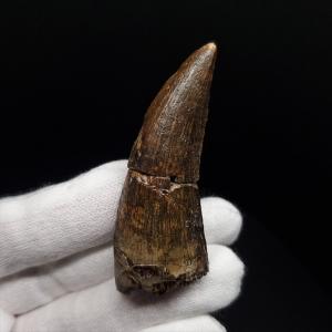 プシッタコサウルス 骨格 幼体 本物 化石 恐竜 中国産 87.81mm 