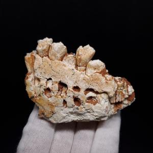 希少 ティラノサウルス類 化石 骨 恐竜 本物 ゴビ砂漠産 101.33mm