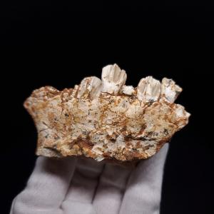 プロトケラトプス 歯 化石 本物 モンゴル産 ...の詳細画像1