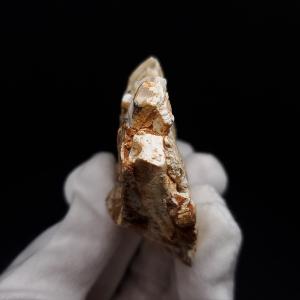 プロトケラトプス 歯 化石 本物 モンゴル産 ...の詳細画像2