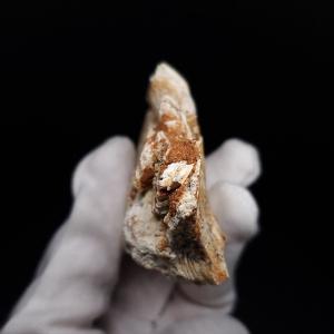 プロトケラトプス 歯 化石 本物 モンゴル産 ...の詳細画像3