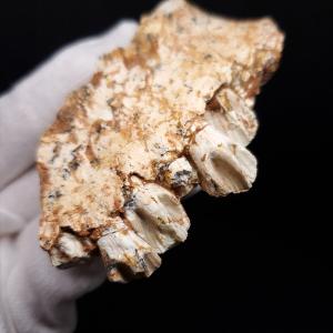 プロトケラトプス 歯 化石 本物 モンゴル産 ...の詳細画像4