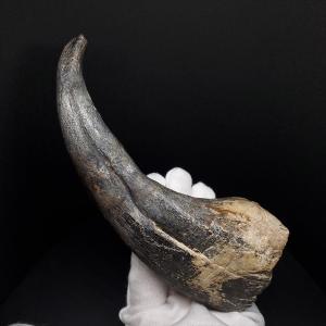 希少 ティラノサウルス類 化石 骨 恐竜 本物 ゴビ砂漠産 101.33mm