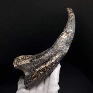 スコミムス 足 爪 本物 化石 恐竜 ニジェー...の詳細画像1