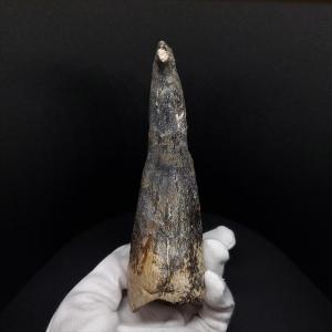 スコミムス 足 爪 本物 化石 恐竜 ニジェー...の詳細画像2
