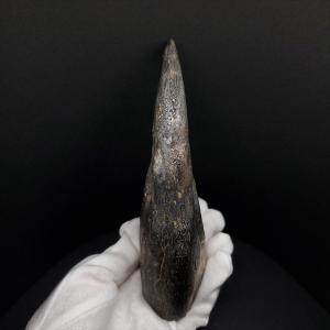 スコミムス 足 爪 本物 化石 恐竜 ニジェー...の詳細画像3