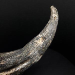 スコミムス 足 爪 本物 化石 恐竜 ニジェー...の詳細画像4