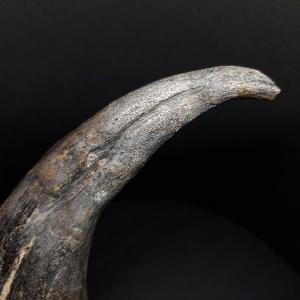 スコミムス 足 爪 本物 化石 恐竜 ニジェー...の詳細画像5