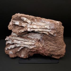 希少 ティラノサウルス類 化石 骨 恐竜 本物 ゴビ砂漠産 101.33mm