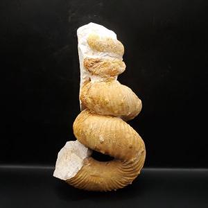 巨大ワニ サルコスクス 歯 本物 化石 恐竜 ニジェール産 75.87mm