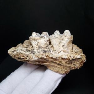 希少 異常巻き アンモナイト 化石 本物 フランス産 250mm プレゼント