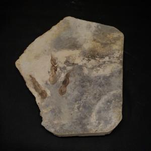 希少 異常巻き アンモナイト 化石 本物 フランス産 250mm プレゼント