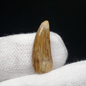 希少 異常巻き アンモナイト 化石 本物 フランス産 250mm プレゼント