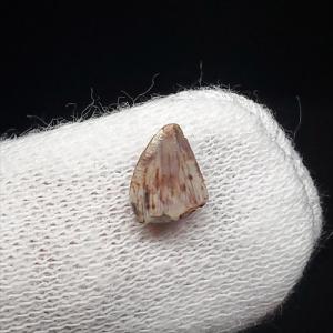 希少 グラレーター 恐竜 足跡 化石 本物 フランス産 230mm プレゼント