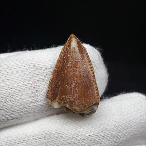 希少 異常巻き アンモナイト 化石 本物 フランス産 250mm プレゼント