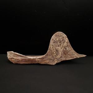 博物館級 ケラトサウルス 化石 骨 歯 恐竜 本物 ポルトガル産