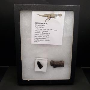 ティラノサウルス 歯 牙 化石 鑑定書付き 母岩付き 恐竜 アンティーク ティラノサウルス 化石 歯 牙 恐竜 獣脚類 鑑定書1317 - メルカリ