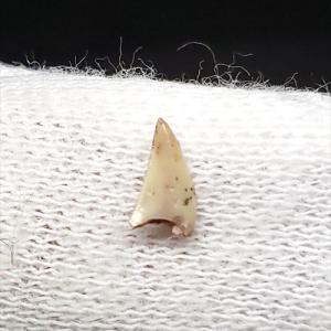 博物館級 ケラトサウルス 化石 骨 歯 恐竜 本物 ポルトガル産